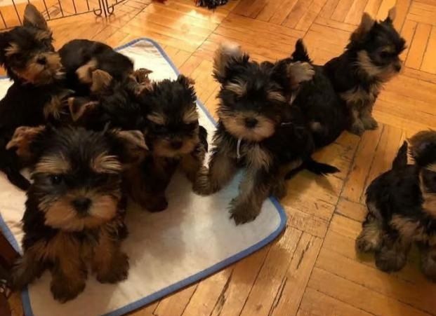 Yorkshire Terrier Welpen abzugeben – 2 Monate alt