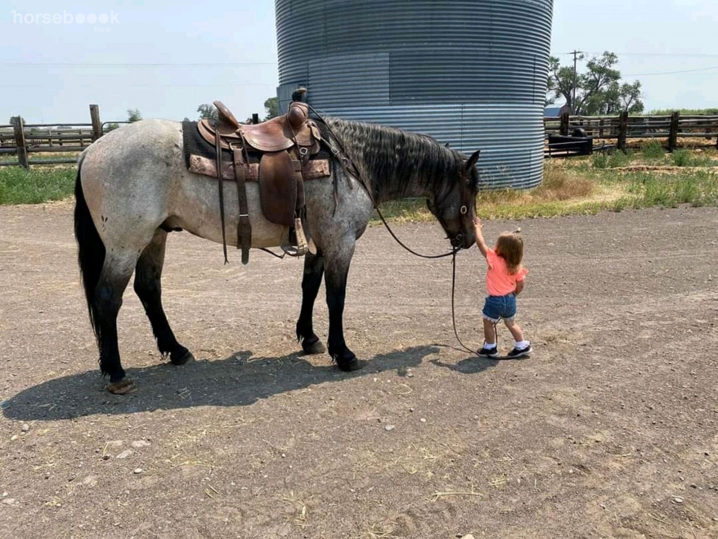 AQH-Wallach zu verkaufen