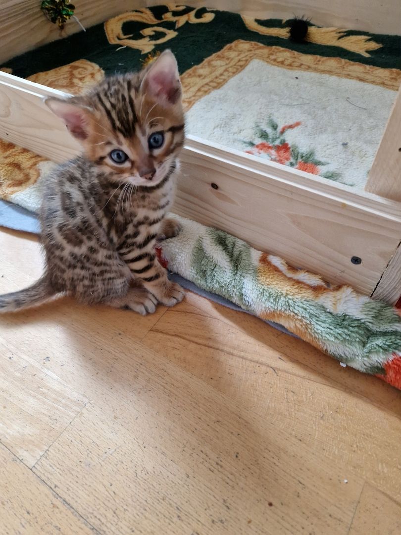 2 Bengal Kitten