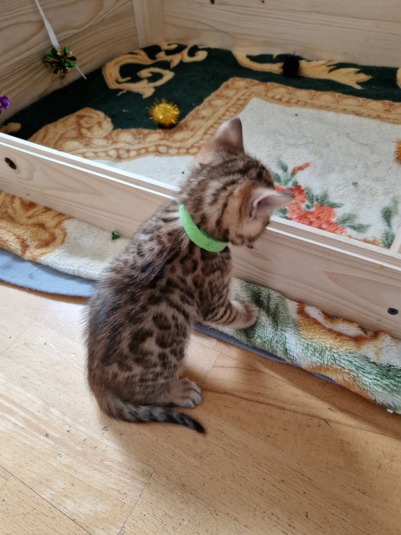 2 Bengal Kitten