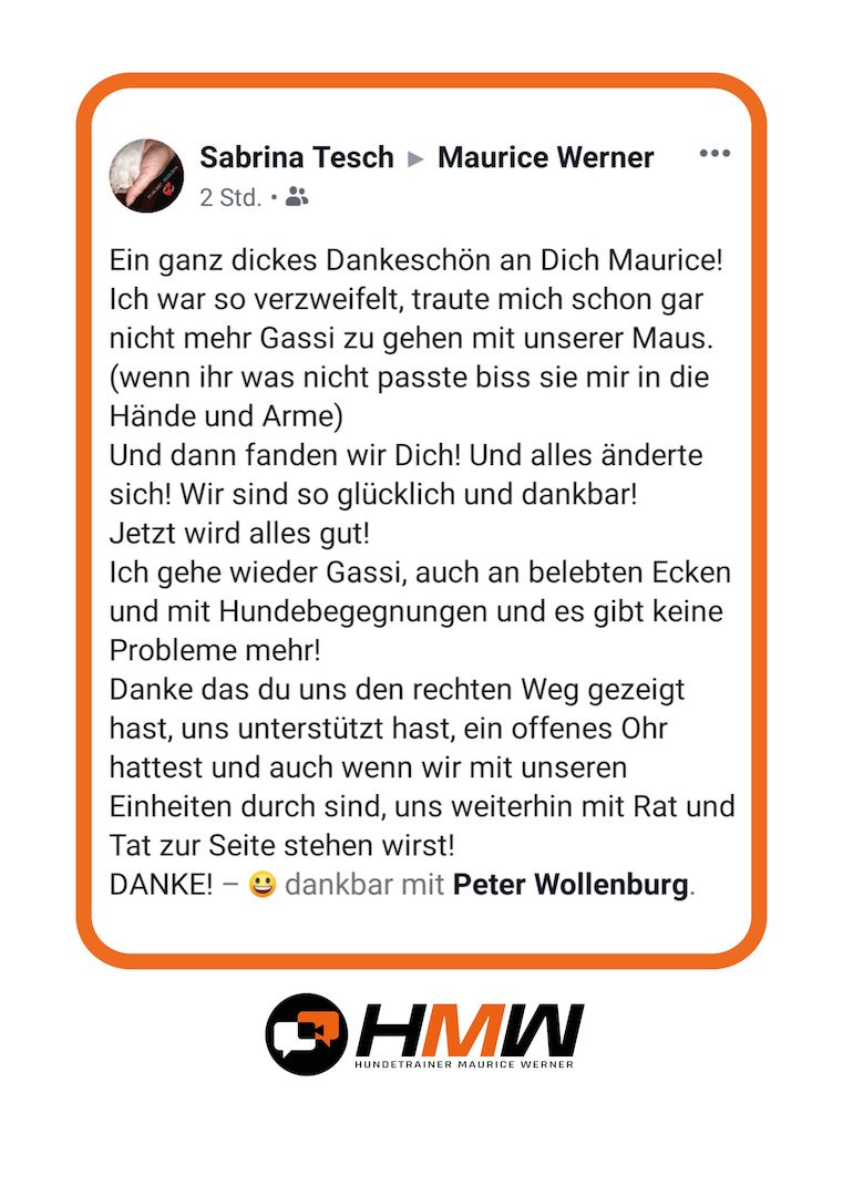 Professionelles Hundetraining – Persönlich oder auch via Video