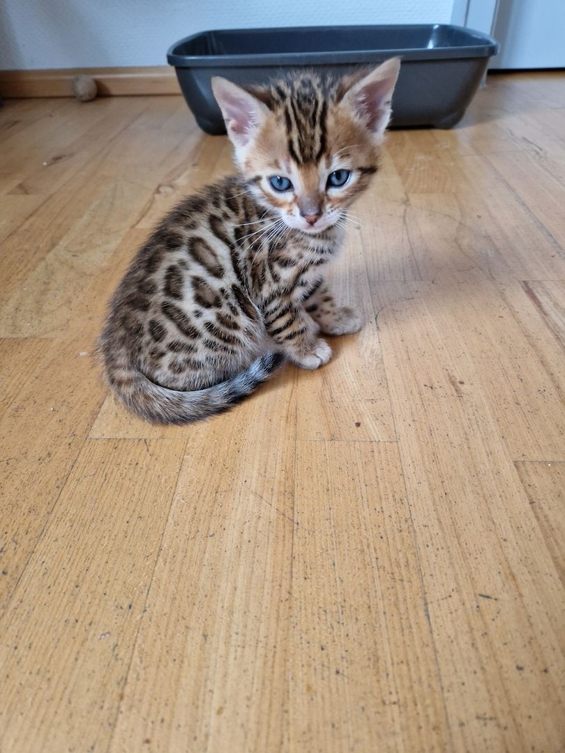 2 Bengal Kitten