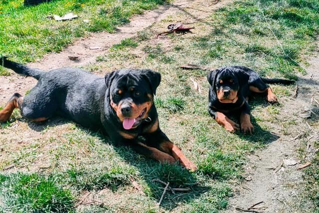 Bezaubernde Rottweilerwelpen