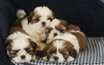 Wunderschöne Shih-Tzu-Welpen