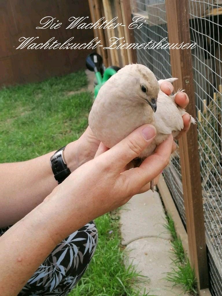 Legereife Wachteln abzugeben