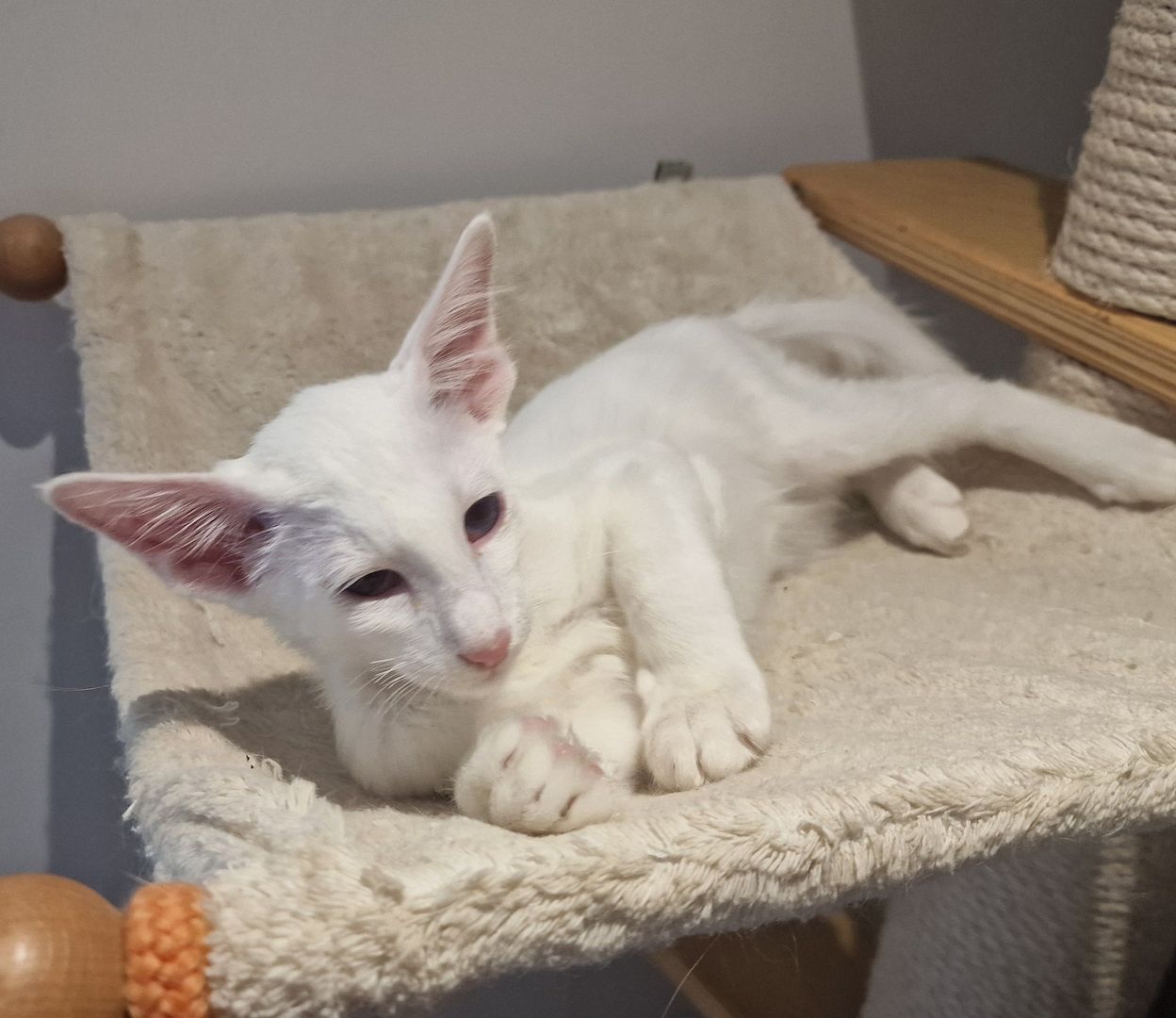 Siamesen, Balinesen, Orientalen