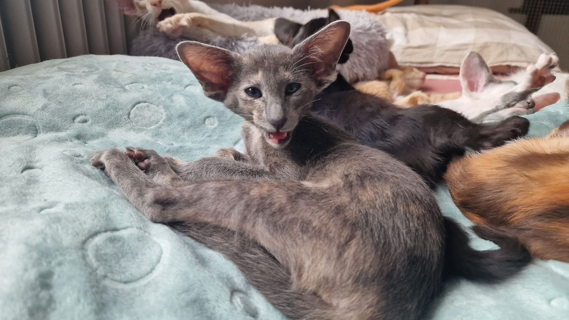 Siamesen, Balinesen, Orientalen