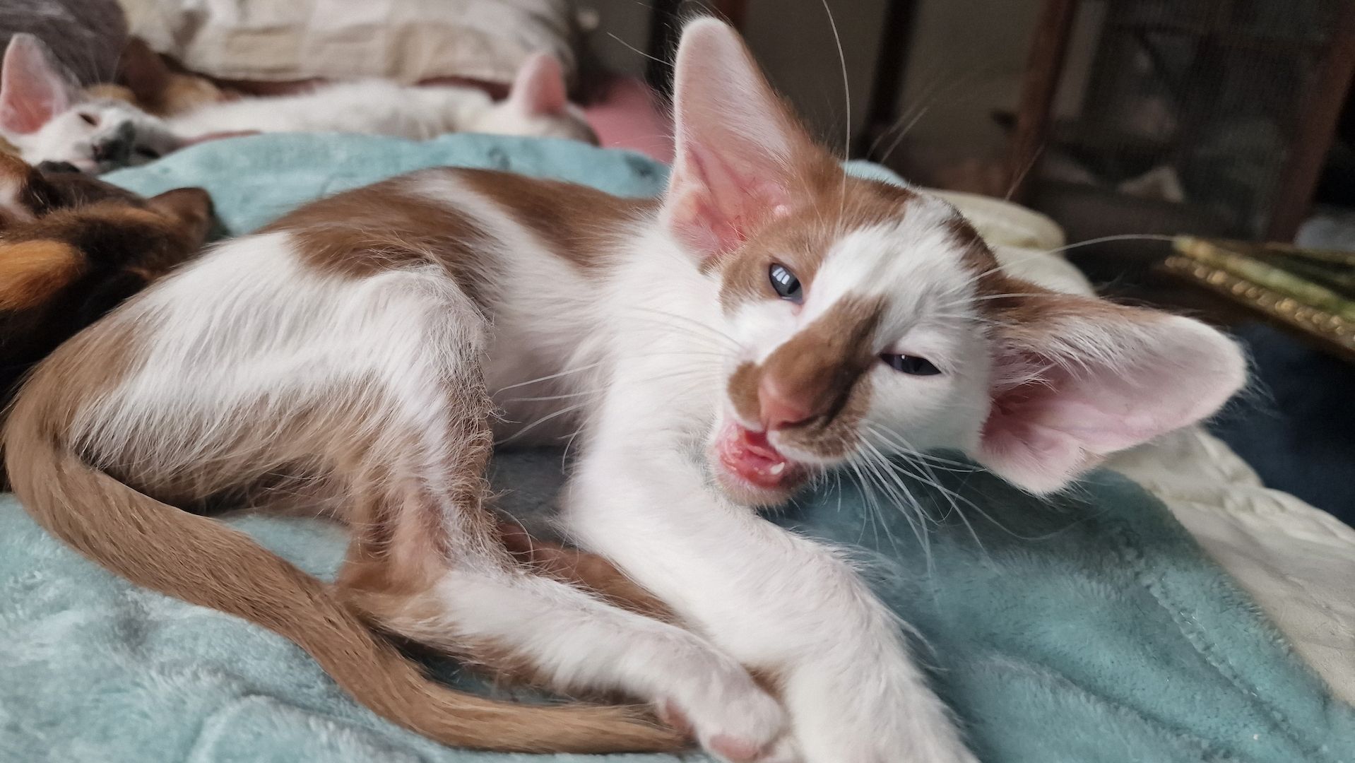 Siamesen, Balinesen, Orientalen