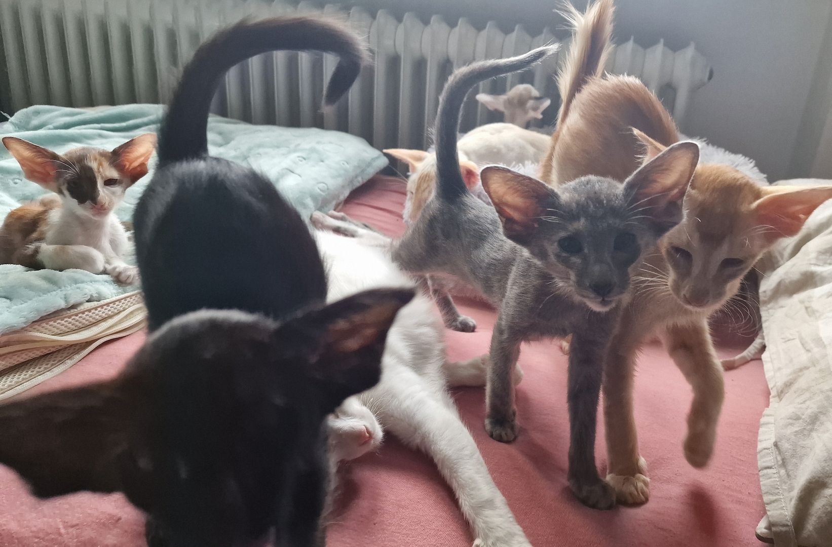 Siamesen, Balinesen, Orientalen