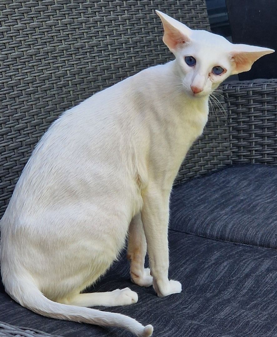 erwachsene Siam suchen Lebensplatz