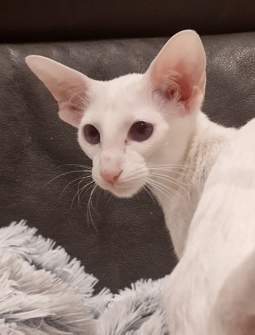 erwachsene Siam suchen Lebensplatz