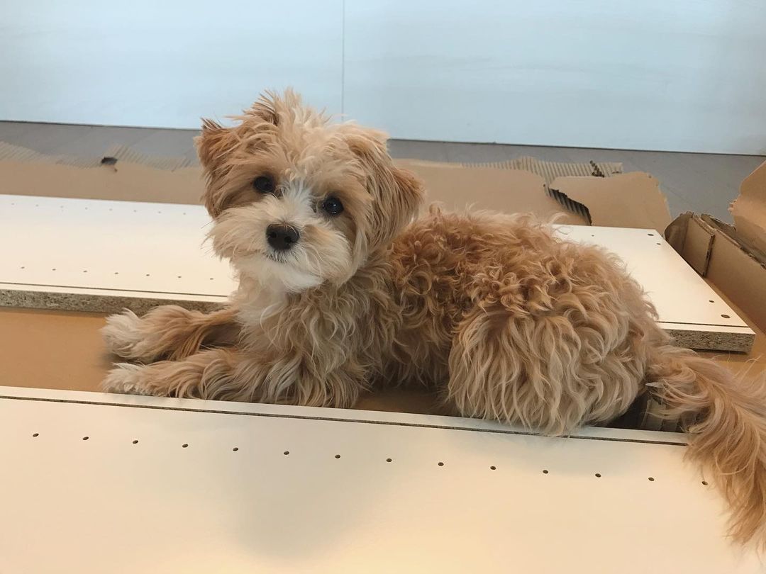 Einjährige Maltipoo-Hündin