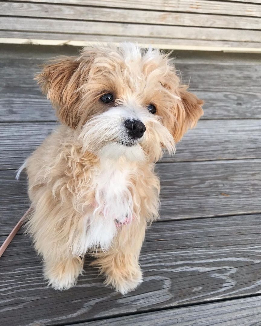 Einjährige Maltipoo-Hündin