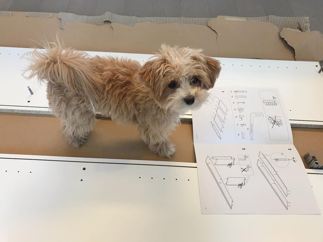 Einjährige Maltipoo-Hündin