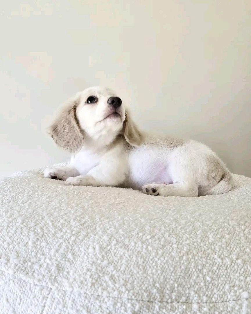 Niedlicher Dackel zur Adoption