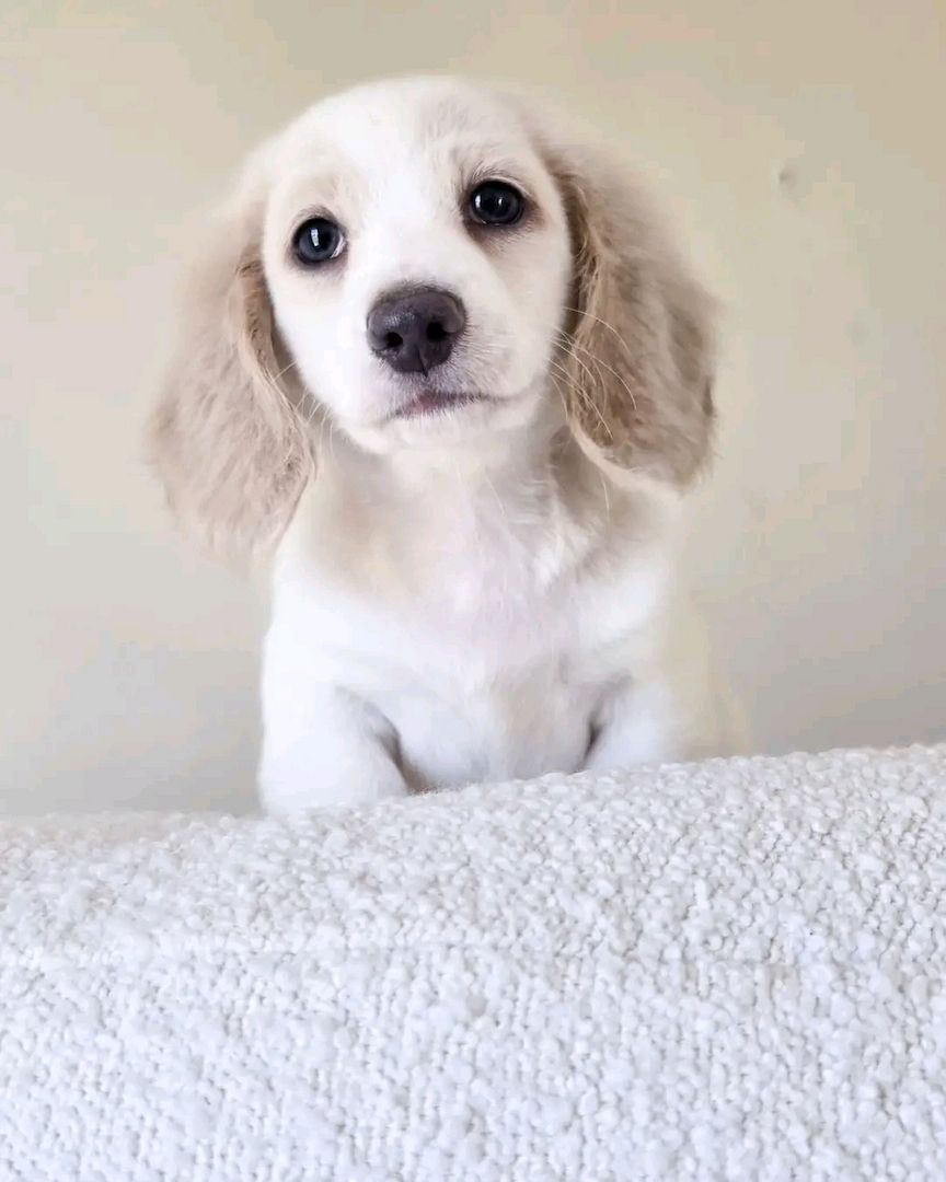 Niedlicher Dackel zur Adoption