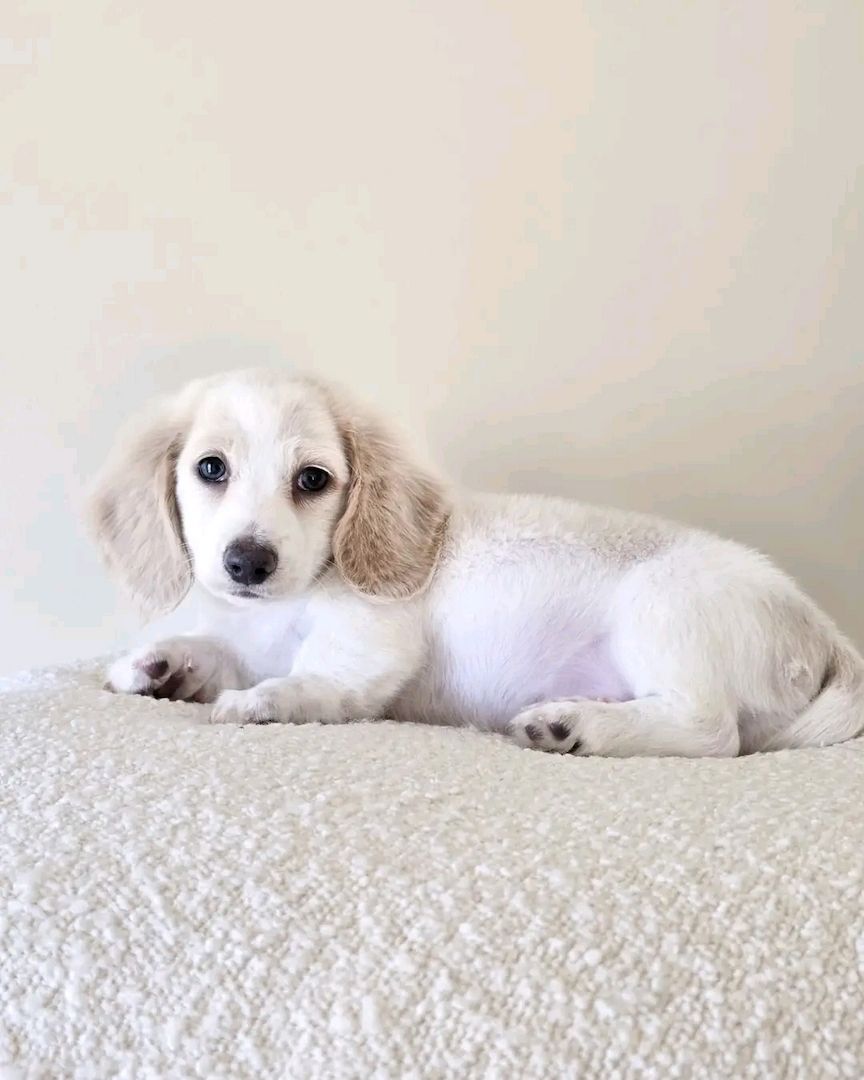 Niedlicher Dackel zur Adoption