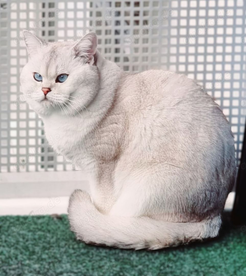 Deckkater Stammbaum blauen Augen BKH Farbe seal-silver-shaded-point ns 11-33