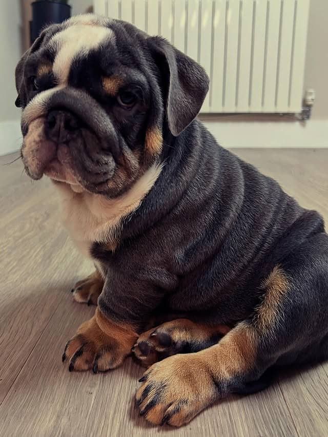 englischen Bulldoggen