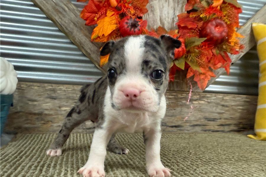 Bonnie ist ein wunderschöner Boston Terrier