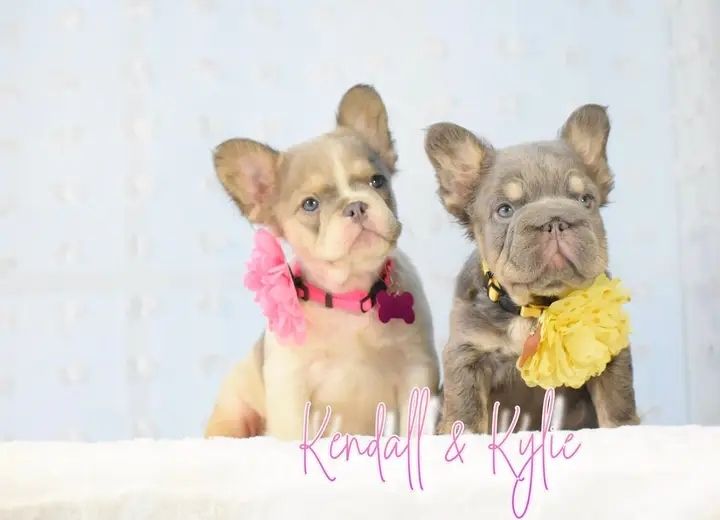 Flauschige französische Bulldoggenwelpen (Kendall und Kylie)