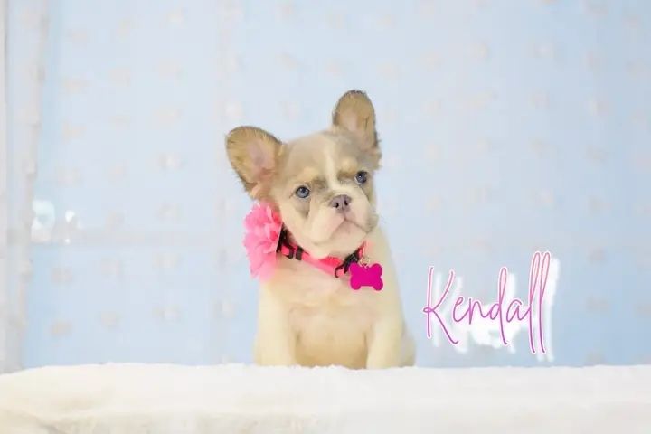 Flauschige französische Bulldoggenwelpen (Kendall und Kylie)
