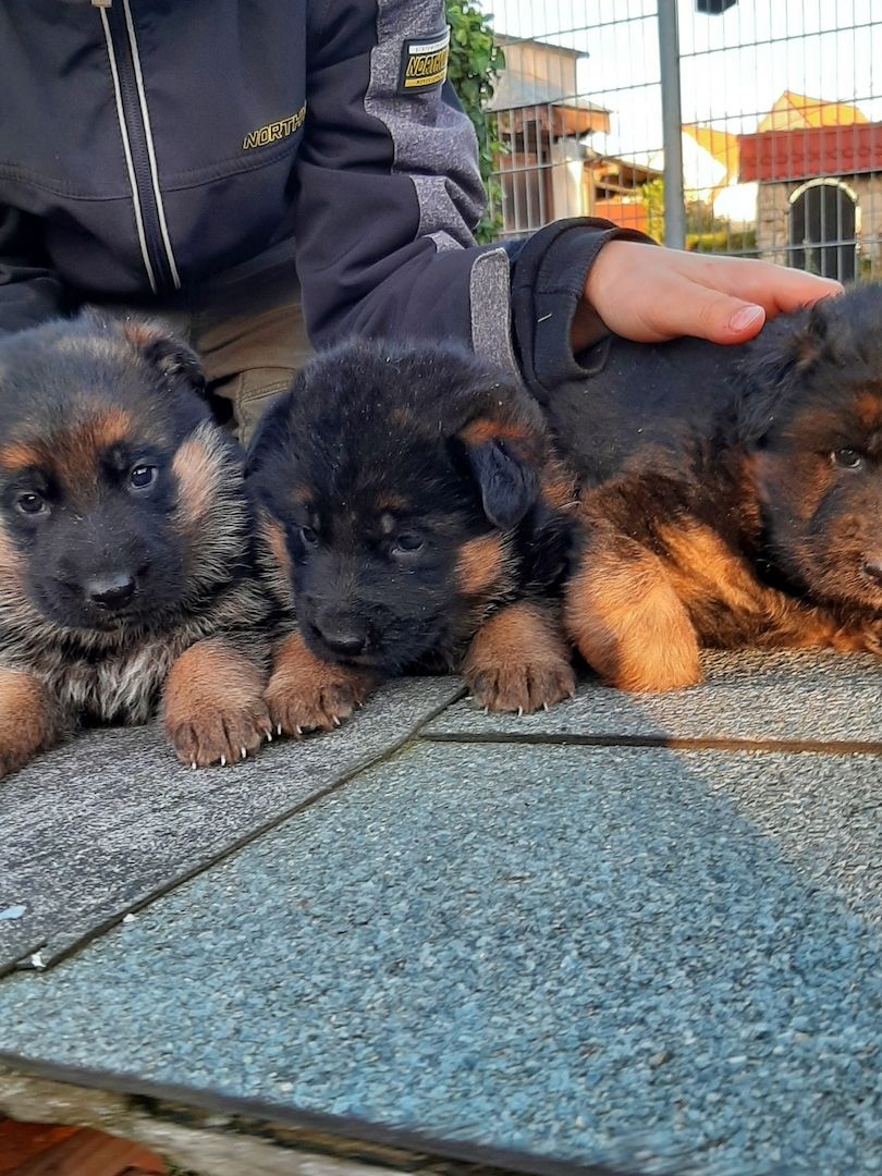 DSH-Welpen mit Papieren