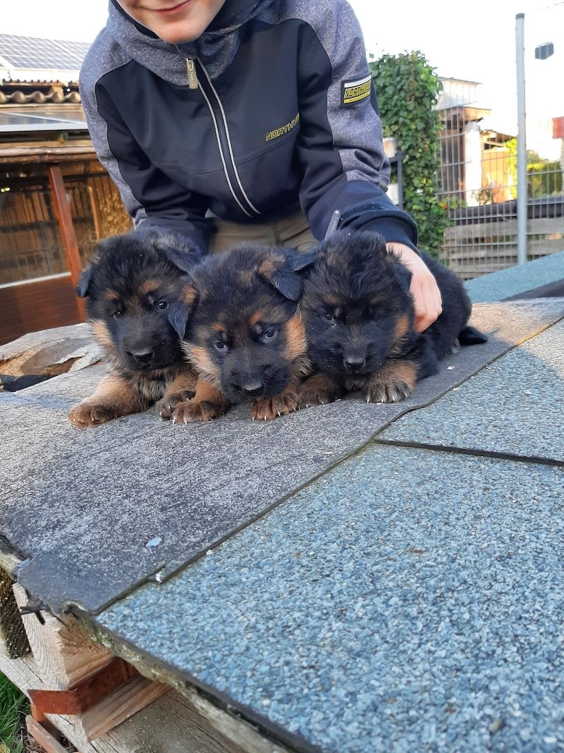 DSH-Welpen mit Papieren