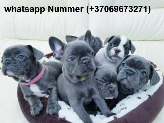 Französische Bulldogge Welpen 