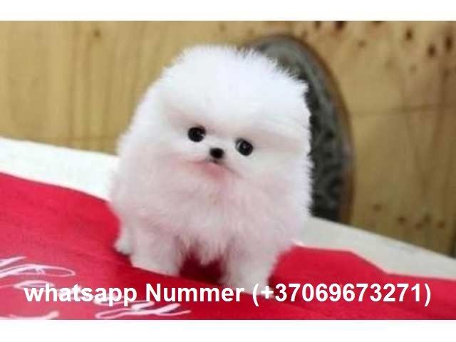 Mini Zwergspitz Pomeranian Welpen 