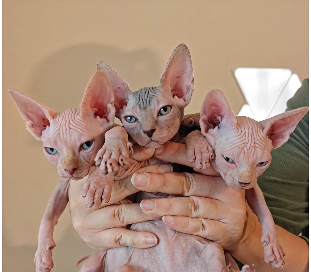 Wunderschöne Sphynx-Kätzchen