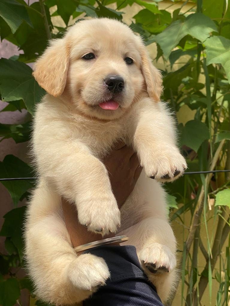 Golden Retriever Welpen