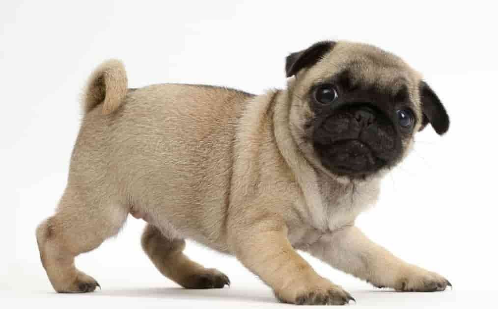 Wunderschöne Mops welpen