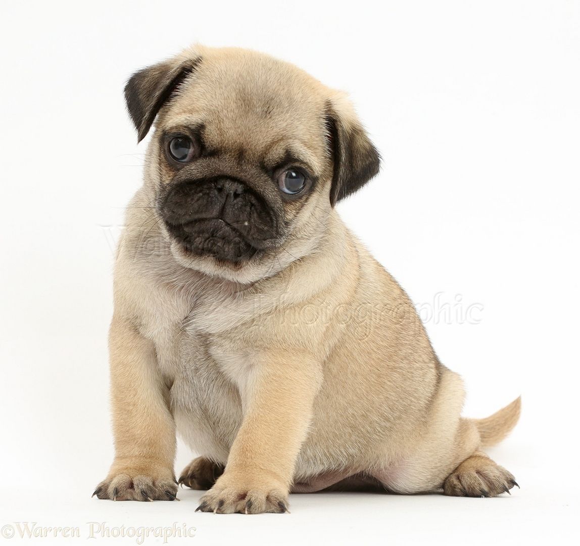 Wunderschöne Mops welpen