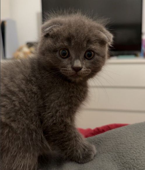 BKH / SCOTTISH FOLD MIX