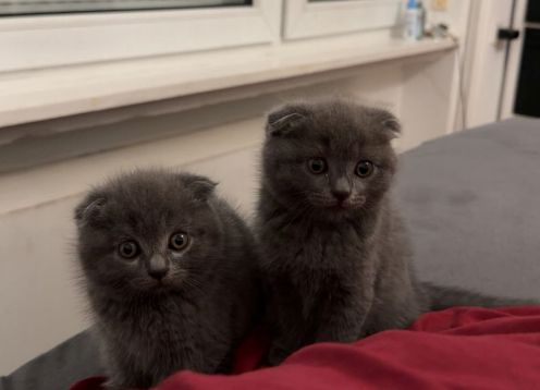 BKH / SCOTTISH FOLD MIX