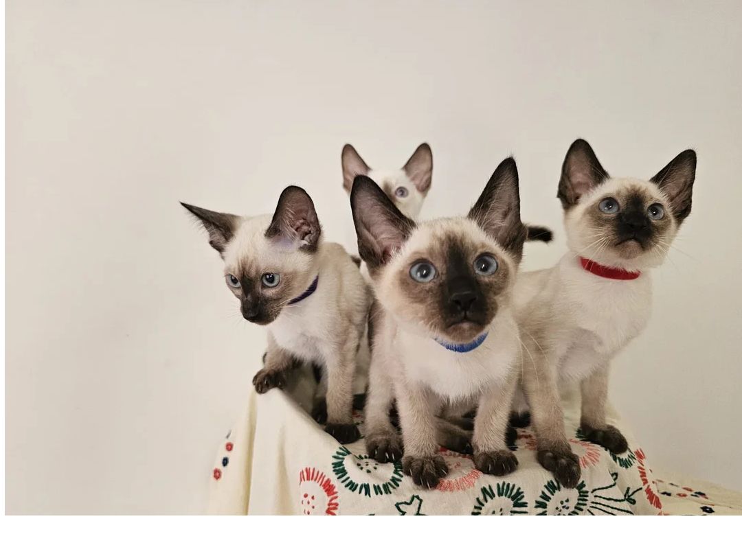 Entzückende Siamkätzchen