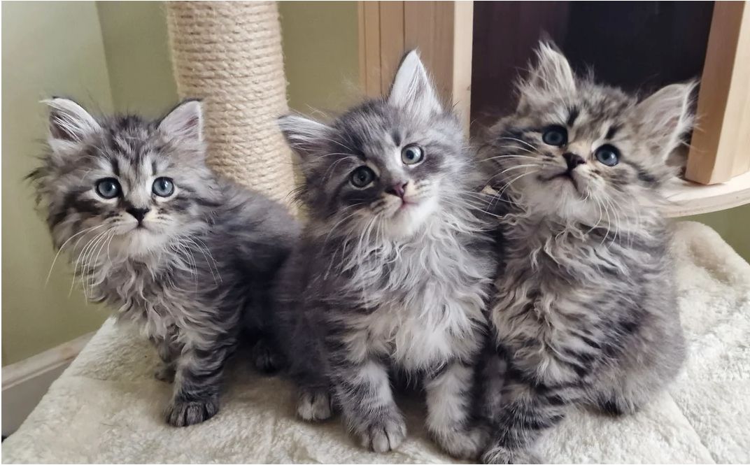 Sibirische Kätzchen