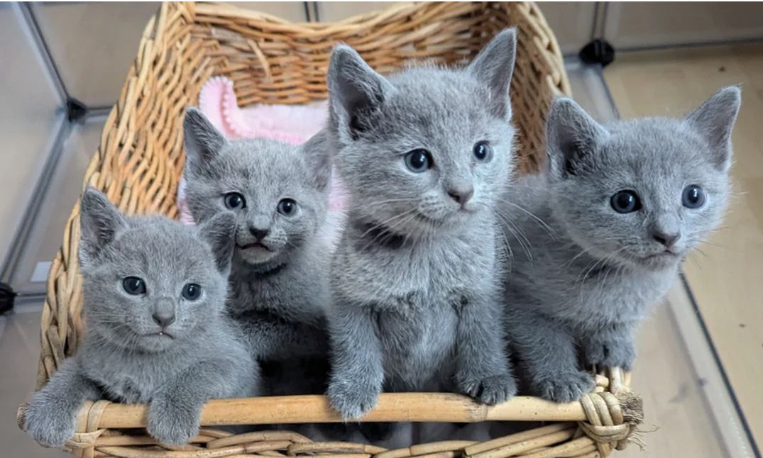 Zuneigungsvolle Russisch Blau Kätzchen