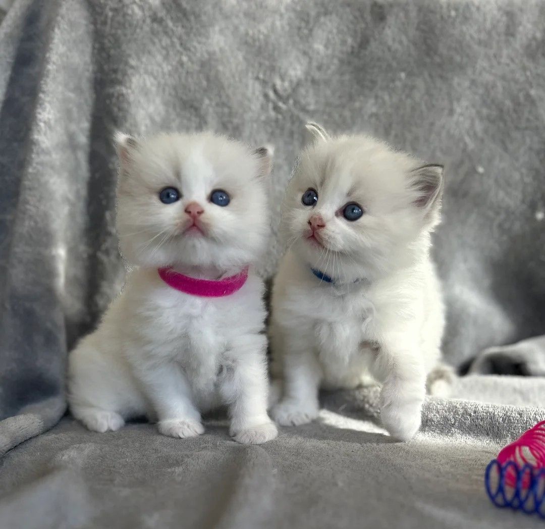 Entzückende blaue Tabby-Bicolor-Ragdoll-Kätzchen