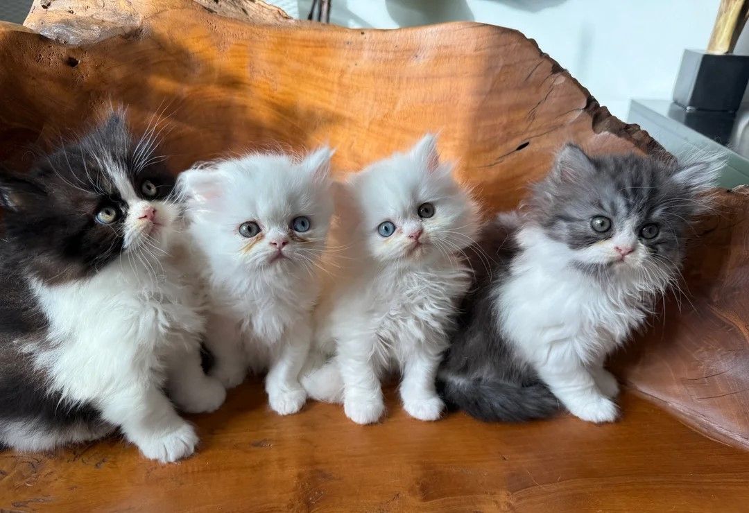 wunderschöne Perserkätzchen