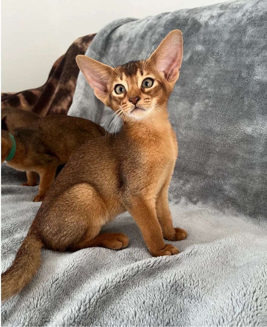 Wunderschöne Abessinierkätzchen