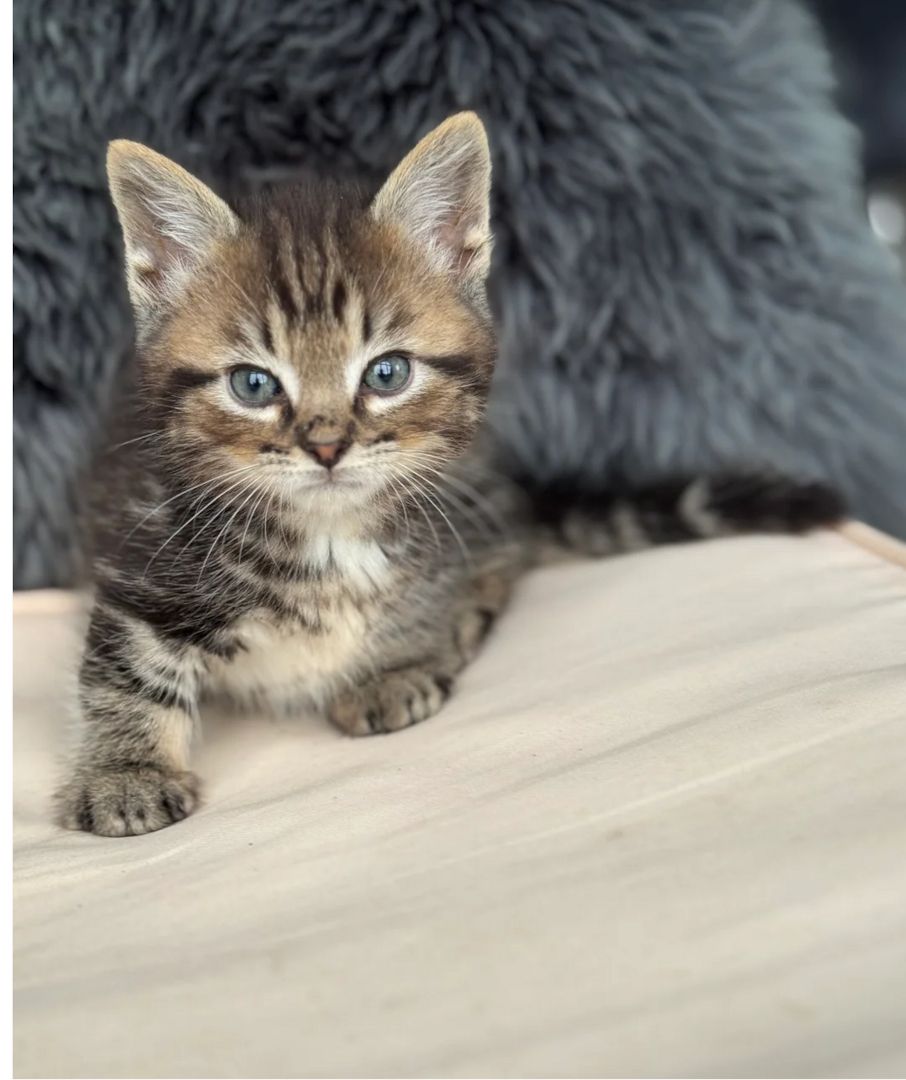 *2 kurzbeinige Munchkin x Ragdoll Kätzchen verfügbar*