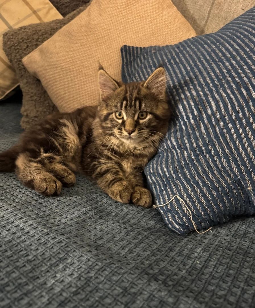 Zwei wunderschöne Maine-Coon-Kätzchen