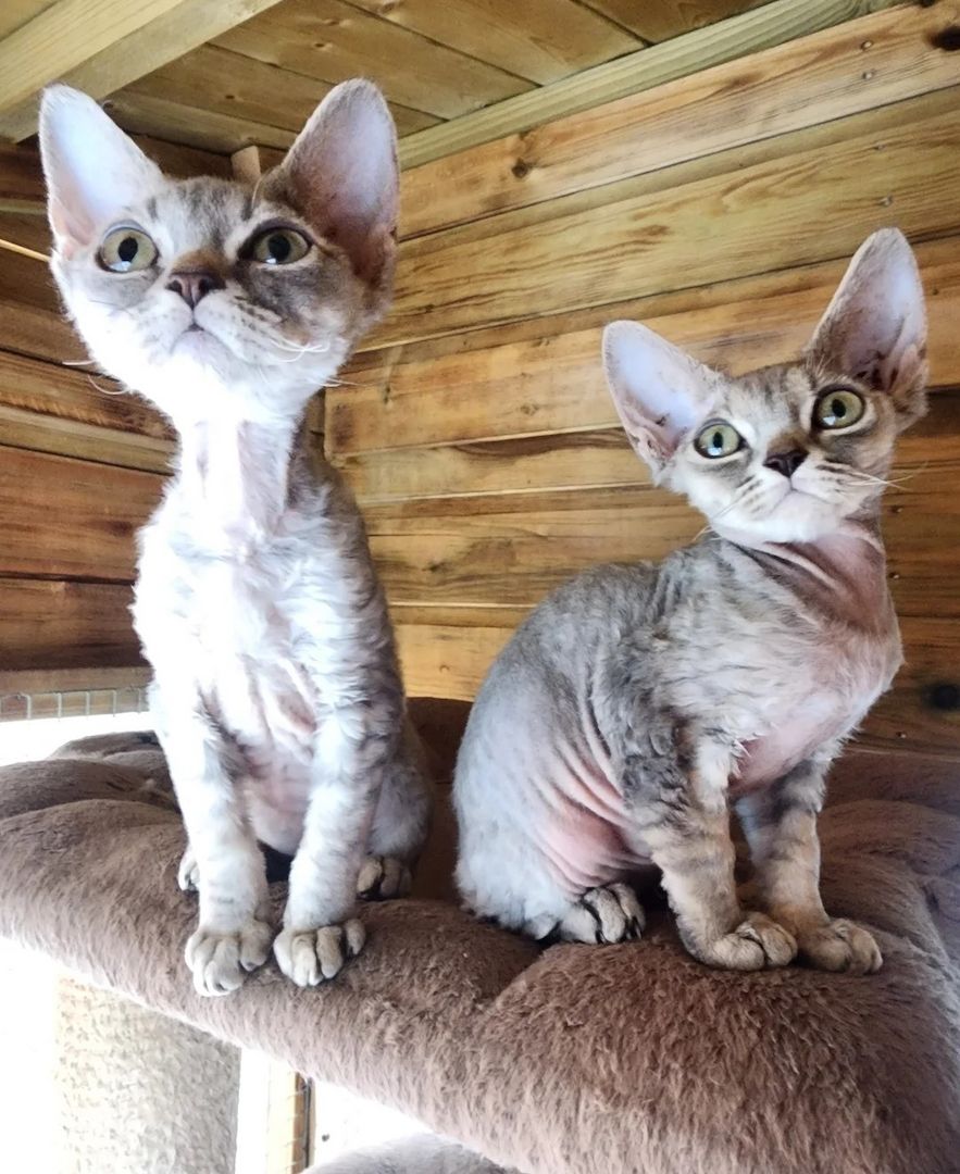 Devon Rex-Kätzchen