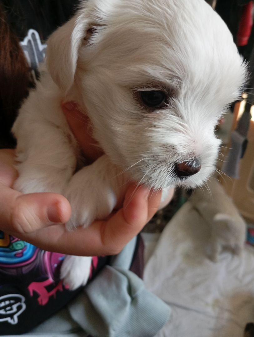 In gute Hände abzugeben