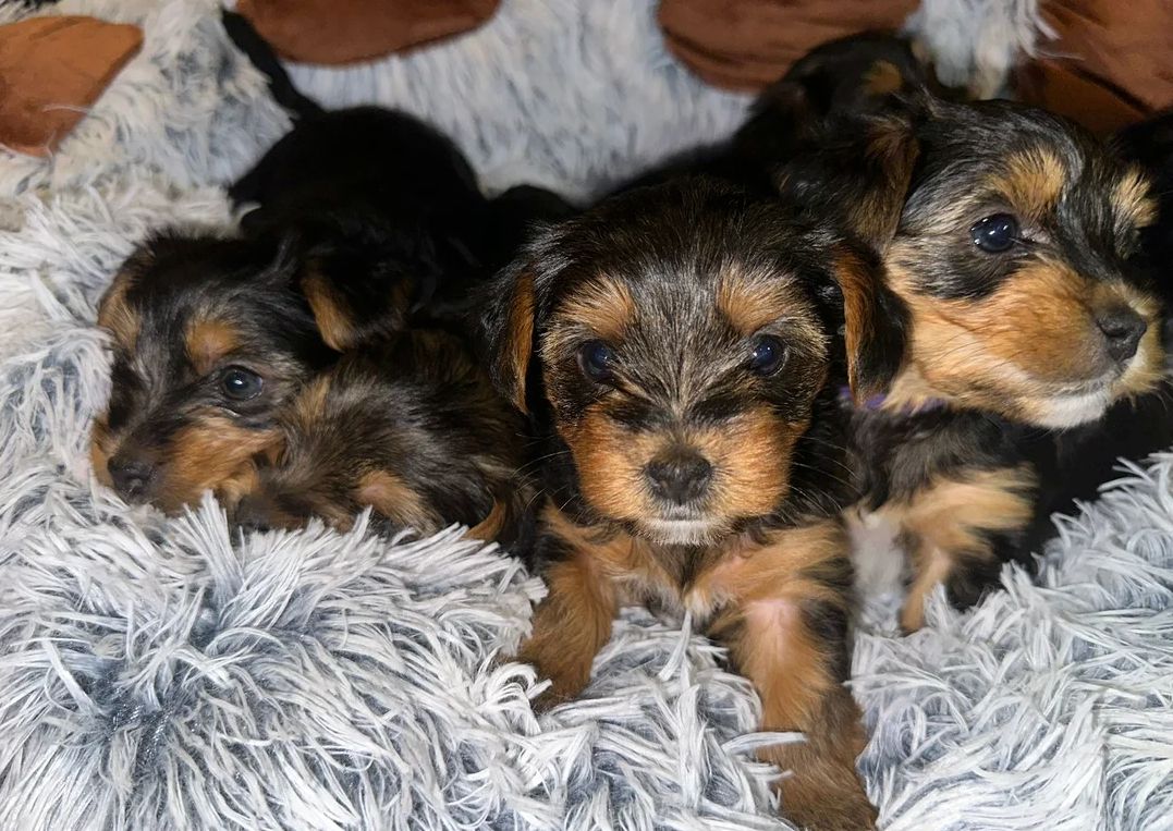 💕🐾Bezaubernde reinrassige Yorkshire Terrier Welpen🐾💕