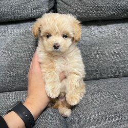 Maltipoo-Welpen abzugeben