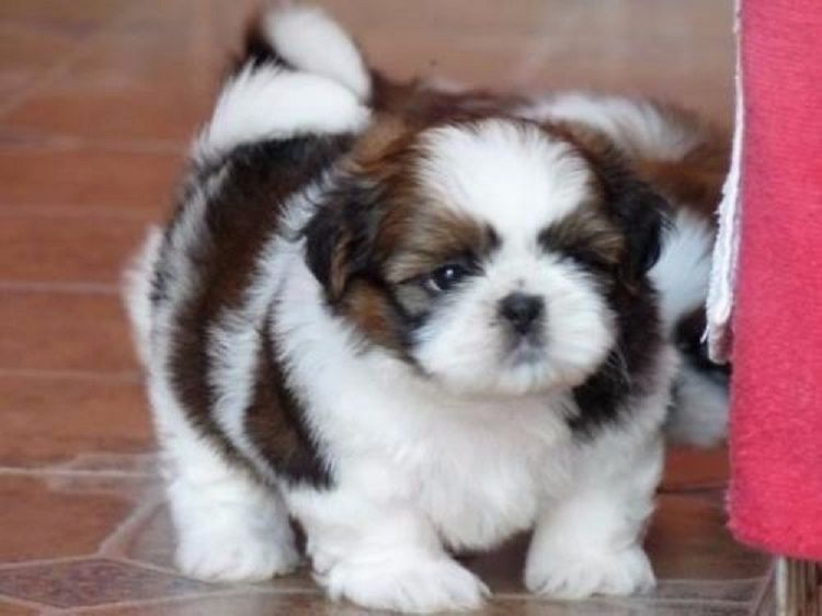 Shih Tzu welpen