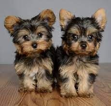 Mini Yorkshire-Terrier-Welpen